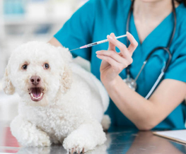 dog vaccinations in Pittsford