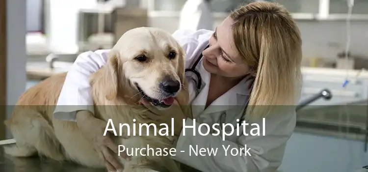 Animal Hospital Purchase - New York