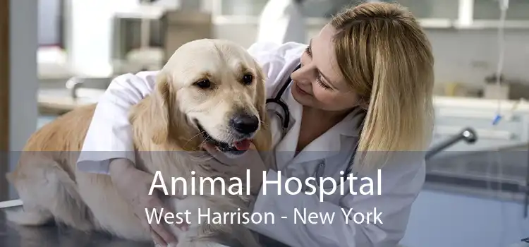 Animal Hospital West Harrison - New York