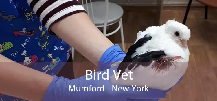 Bird Vet Mumford - New York