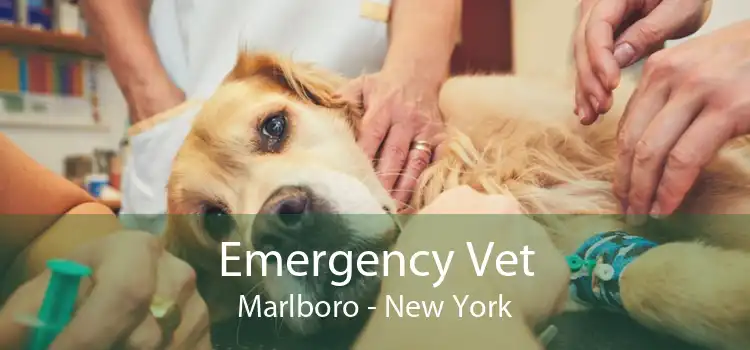 Emergency Vet Marlboro - New York