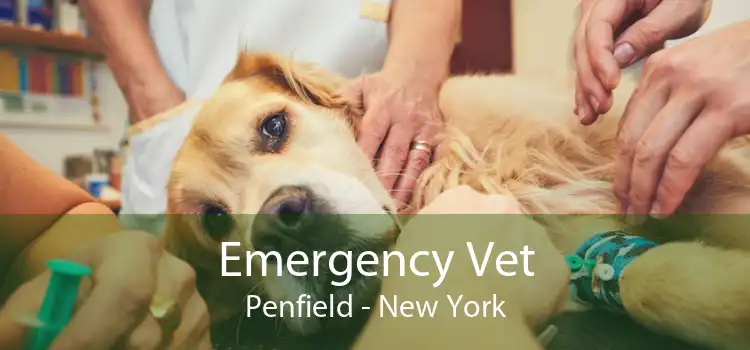 Emergency Vet Penfield - New York