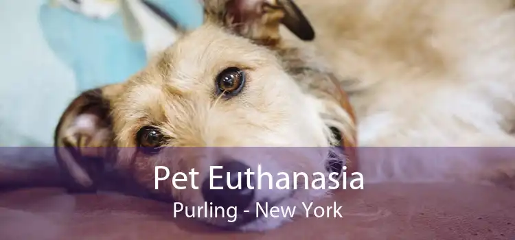 Pet Euthanasia Purling - New York