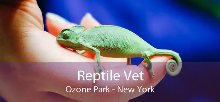 Reptile Vet Ozone Park - New York