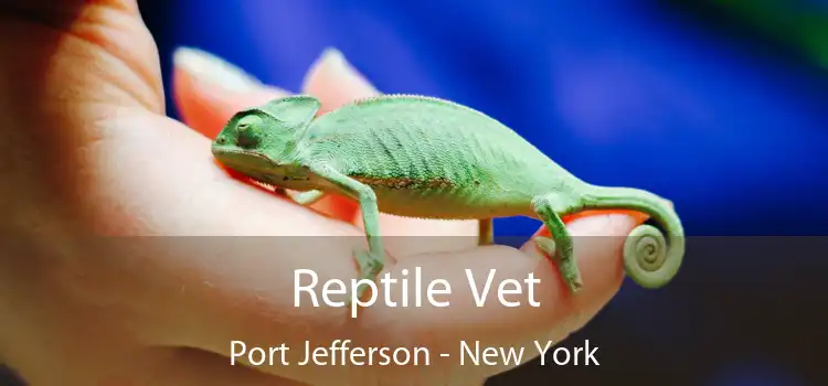 Reptile Vet Port Jefferson - New York