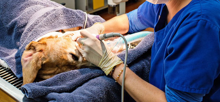 Oyster Bay animal hospital veterinary surgery