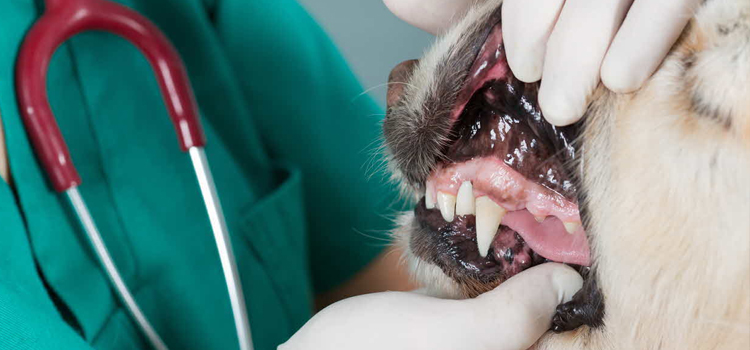 Anesthetic Dentistry in procedure in Shrub Oak