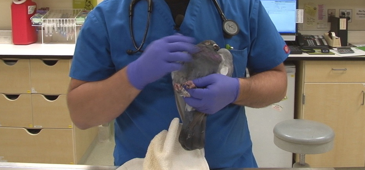 bird regular veterinary hospital in Mumford dispensary